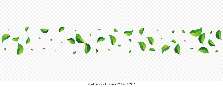 Forest Leaves Wind Vector Panoramic Transparent Background. Fresh Foliage Plant. Grassy Leaf Organic Brochure. Greens Spring Template.