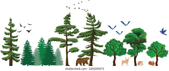 Forest life isolated on white background. Wildlife illustration. Tree, bird, bear and other elements