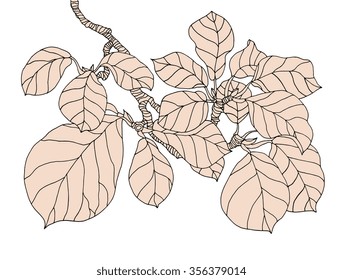 Forest magnolia tree branch leaves. Vector botany engrave illustration. Hand drawn artwork. Love bohemia concept for invitation, card, ticket, boutique logo, label. Black and white, beige colors