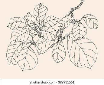 Magnolia Tree Sketch Images Stock Photos Vectors Shutterstock