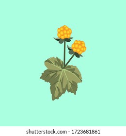 Forest marsh Northern cloudberry berries and leaves, vector illustration