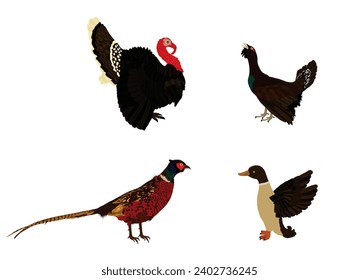 Forest and meadow wildlife birds vector illustration isolated on white background. Turkey male, gobbler. Grouse and duck. Pheasant. Bird watching. Plumage in zoo park. svg