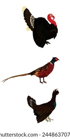 Forest and meadow wildlife birds vector illustration isolated on white background. Turkey male, gobbler. Grouse and Pheasant. Bird watching. Plumage in zoo park. Hunting season. svg