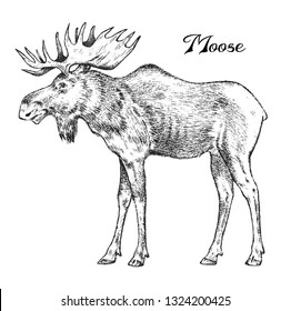 Forest Moose, Wild animal. Symbol of the north. Vintage monochrome style. Mammal in Europe. Engraved hand drawn sketch for banner or label.