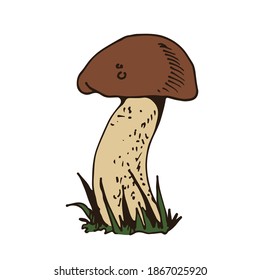 Forest mushoom, vector hand drawn Porcino (Porcini), fungus nature drawing isolated on white background