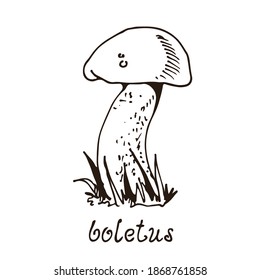 Forest mushoom, vector hand drawn Porcino (Porcini), fungus nature drawing isolated on white background