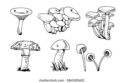 Forest mushooms vector set, fungus nature collection isolated on white background