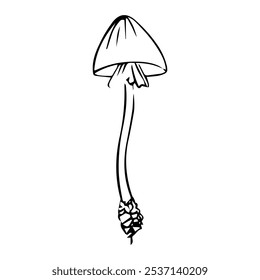 Forest mushroom illustration. A detailed doodle-style illustration of forest mushrooms with playful, hand-drawn lines and organic shapes.