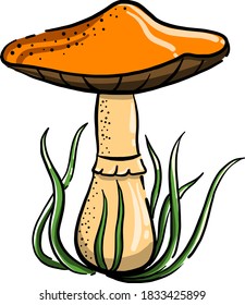 Forest mushroom, illustration, vector on white background