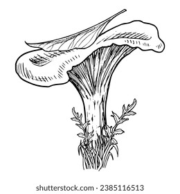 Forest Mushroom with leaf. Vector hand drawn illustration of Chanterelle in a woodland painted by black inks in linear style. Retro monochrome drawing of fungus for icon or logo. Fall etching.