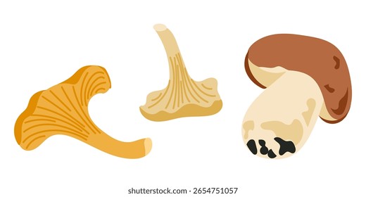 Forest mushroom set with chanterelle and porcini illustrations in flat hand drawn style. Represents edible wild fungi in autumn nature and culinary ingredient concepts