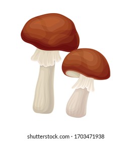 Forest Mushroom or Toadstool with Stem and Cap Isolated on White Background Vector Illustration