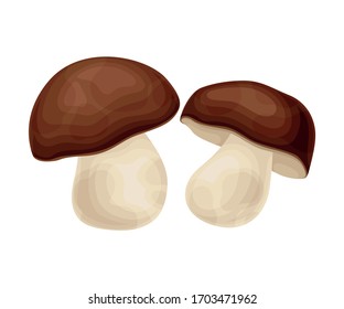 Forest Mushroom or Toadstool with Stem and Cap Isolated on White Background Vector Illustration