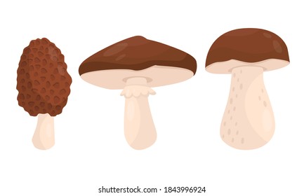 Forest Mushroom or Toadstool with Stem and Cap Isolated on White Background Vector Illustration