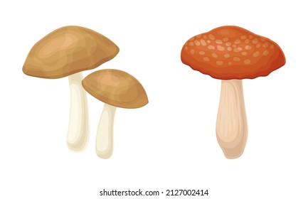 Forest Mushroom or Toadstool with Stem and Cap Isolated on White Background Vector Set