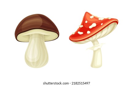 Forest Mushroom or Toadstool with Stem and Cap Isolated on White Background Vector Set