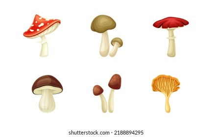 Forest Mushroom or Toadstool with Stem and Cap Isolated on White Background Vector Set