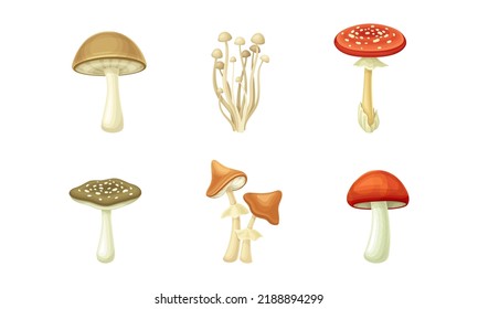 Forest Mushroom or Toadstool with Stem and Cap Isolated on White Background Vector Set