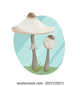 Forest mushroom umbrella, a large cap with a thin leg in the grass.