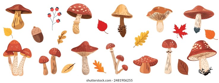 Forest mushroom, vector set of leaves, acorn, cone. Collection of hand drawn colorful mushrooms. Autumn natural season.Design for Collage or Poster, banner template. Autumn concept