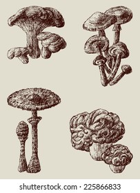forest mushrooms