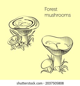 forest mushrooms autumn grass are drawn by hand