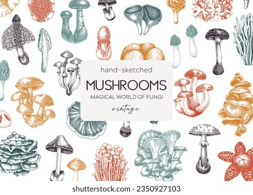 Forest mushrooms background. Edible mushrooms banner. Fungi, healthy food, vegan product sketches. Autumn hand-drawn vector illustration. Engraved design template, card, print, packaging