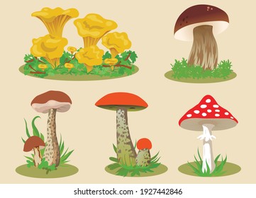 Forest mushrooms. Chanterelle Mushroom. White mushroom. Boletus. Fly agaric. Boletus. Orange-cap boletus.