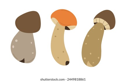 Forest Mushrooms, chanterelles and toadstools. Mushroom in hand drawing style set.