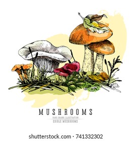 Forest mushrooms color vector sketch realistic illustration: orange-cap boletus, chanterelle, milky cap and russula with undergrowth elements.