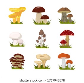 Forest mushrooms flat illustrations set. Edible and inedible fungi color drawing. Cartoon chanterelles, boletus edulis, amanita, pale toadstool, champignon isolated on white background