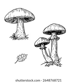 Forest mushrooms in the grass, black and white ink sketch. Vector illustration. An autumn set for a mushroom picker, isolated on a white background. For postcards, invitations, cookbooks, and menus
