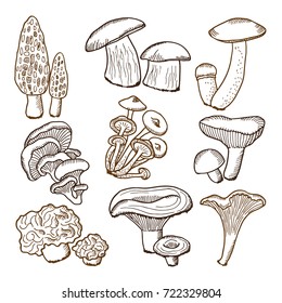 Forest mushrooms in hand drawn style. Vector illustrations. Collection of mushroom hand drawn, fungus ingredient