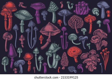 Forest mushrooms hand drawn vector illustrations collection. Stylized mushrooms, fly agaric, blewit, etc.