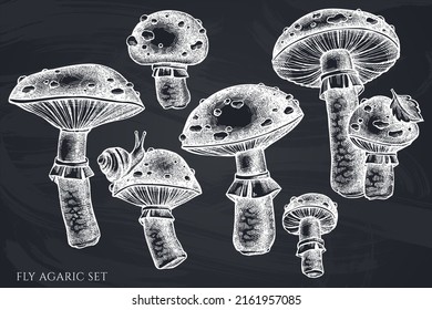 Forest mushrooms hand drawn vector illustrations collection. Chalk fly agaric.