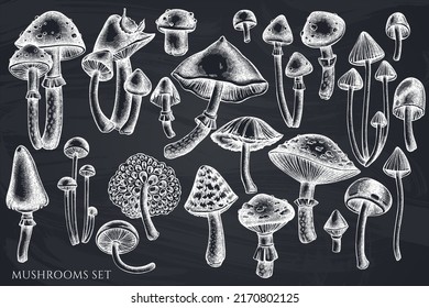 Forest mushrooms hand drawn vector illustrations collection. Chalk mushrooms.