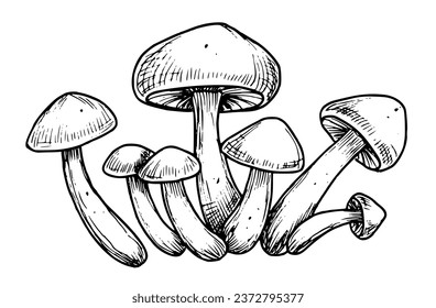 Los champiñones del bosque. Ilustración vectorial dibujada a mano con paladines pintados en estilo de arte lineal. Grabado del grupo Fungus en colores blanco y negro. Esbozo grabado de agaricus para la etiqueta del producto.