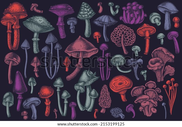 Forest mushrooms hand\
drawn vector illustrations collection. Stylized mushrooms, fly\
agaric, blewit, etc.
