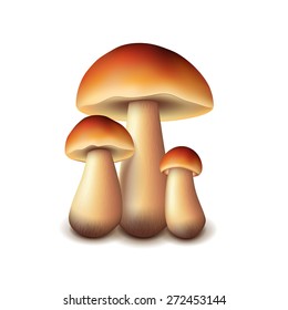 Forest mushrooms isolated on white photo-realistic vector illustration