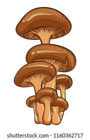 Forest mushrooms. Isolated vector illustrations of brown mushrooms.