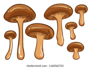 Forest mushrooms. Isolated vector illustrations of brown mushrooms.