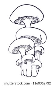 Forest mushrooms. Isolated vector outline illustration. 