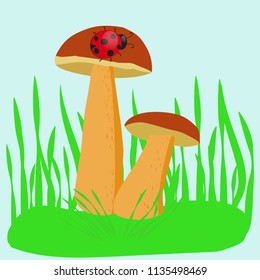 Forest mushrooms on the grass with ladybug. Vector illustration