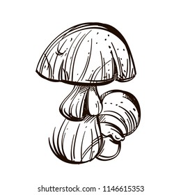 Forest mushrooms. Outline vector illustration isolated on white background.