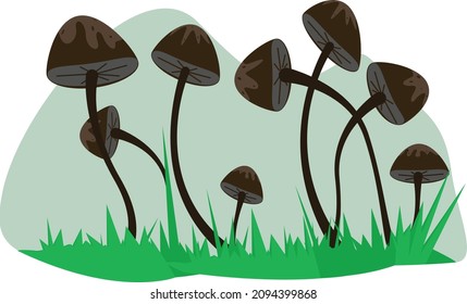Forest mushrooms, poisonous mushrooms, brown toadstools, flora in the meadow
