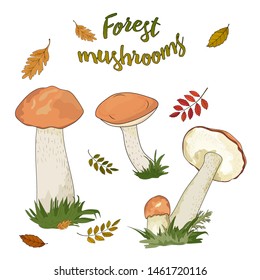 Forest mushrooms with a red cap isolated on white background