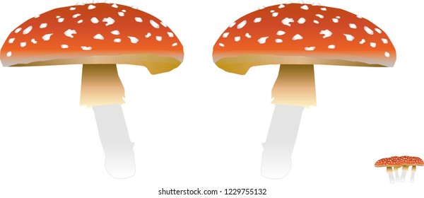 forest mushrooms red white