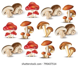 Forest mushrooms set collection theme, nuts, leaves, pinecone Vector illustration