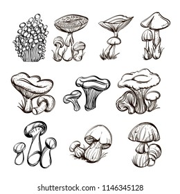 Forest mushrooms. Set of outline vector illustrations isolated on white background.