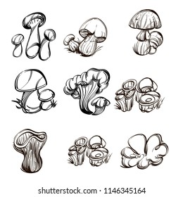 Forest mushrooms. Set of outline vector illustrations isolated on white background.
